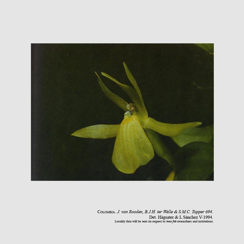Epidendrum kerryae